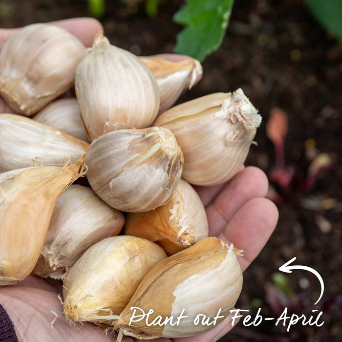 Spring Planting Elephant Garlic