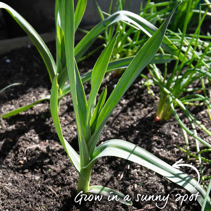 Spring Planting Elephant Garlic