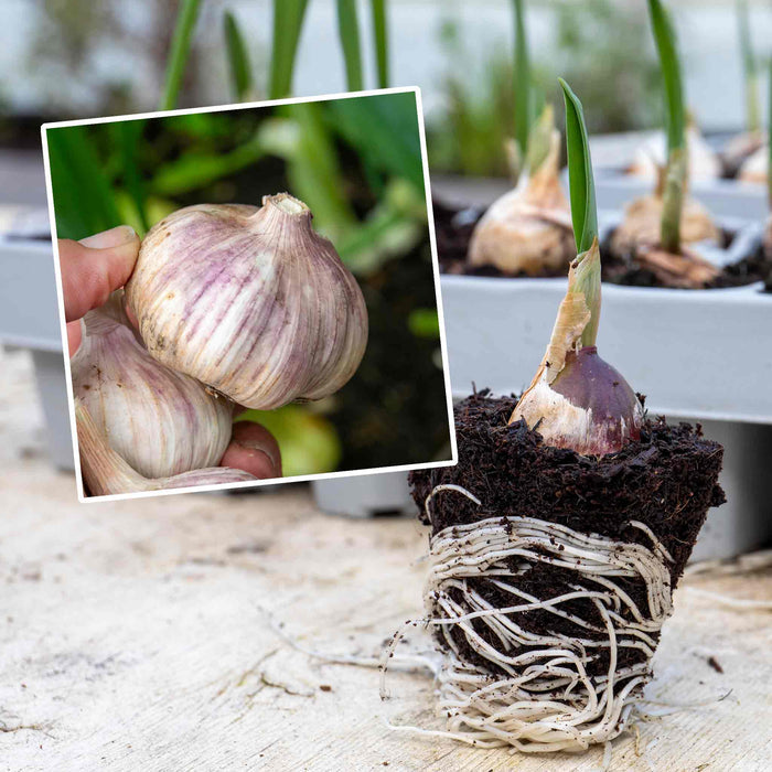 Spring Planting Pre-Rooted Garlic 'Kingsland Wight'