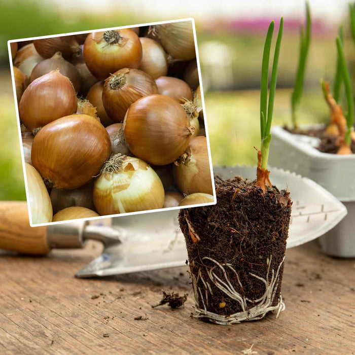 Spring Planting Pre-Rooted Onion 'Corrado'