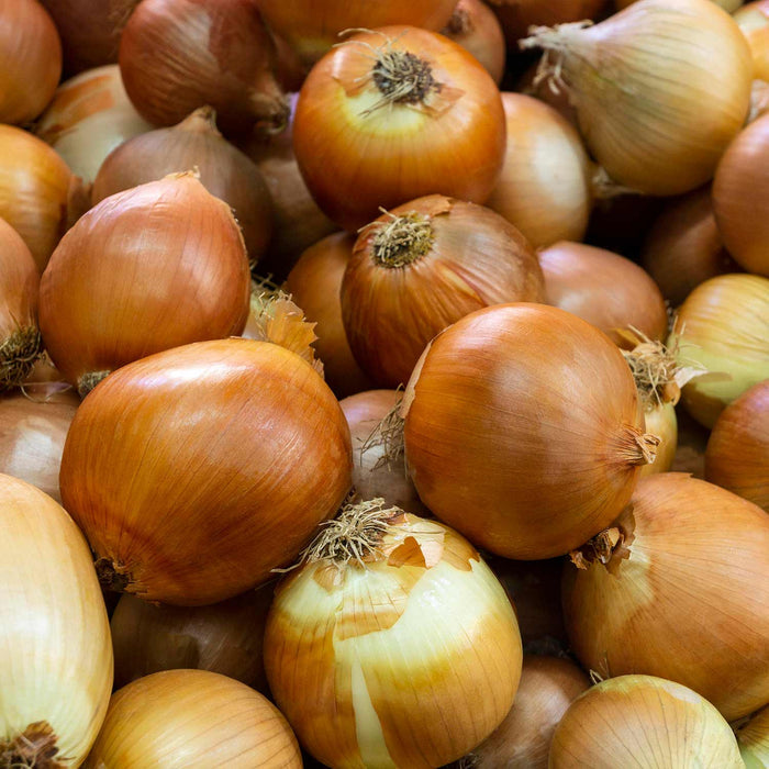 Onion 'Corrado' - 12 Pre-Rooted Sets