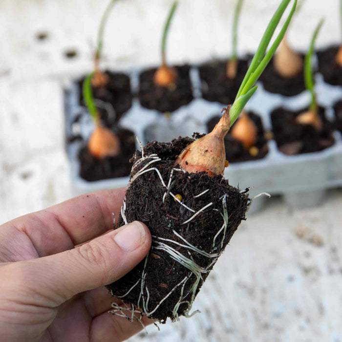 Spring Planting Pre-Rooted Onion 'Corrado'