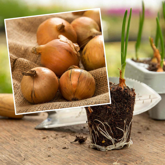Spring Planting Pre-Rooted Onion 'Crusado'