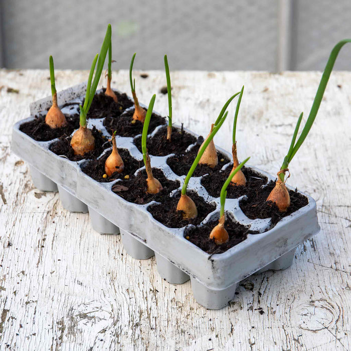 Spring Planting Pre-Rooted Onion 'Crusado'