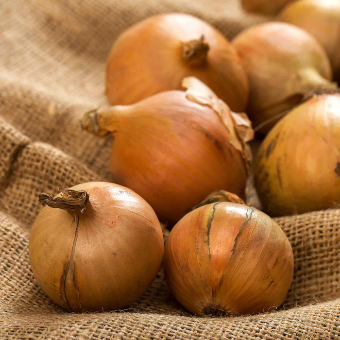 Spring Planting Pre-Rooted Onion 'Crusado'