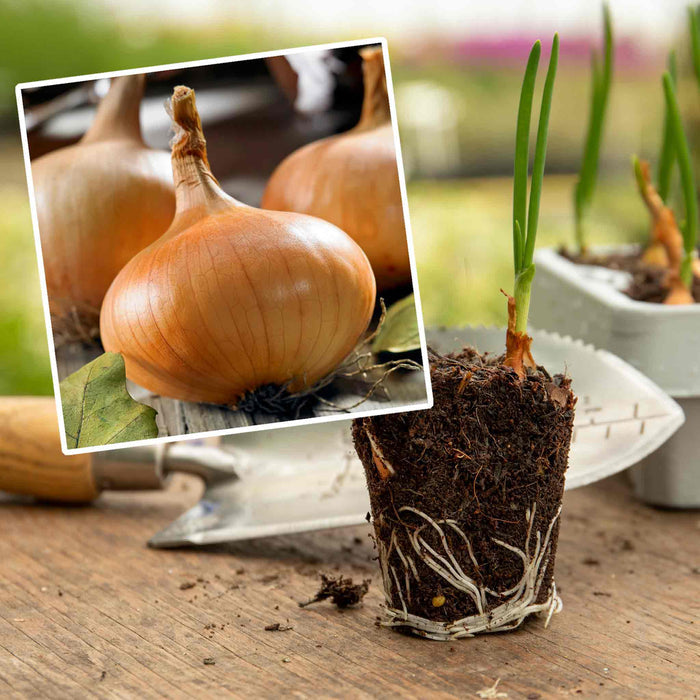 Spring Planting Pre-Rooted Onion 'Stuttgarter Riesen'