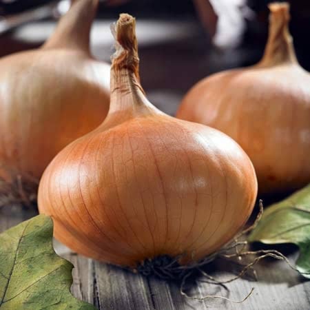 Onion 'Stuttgarter Riesen'  - 12 Pre-Rooted Sets