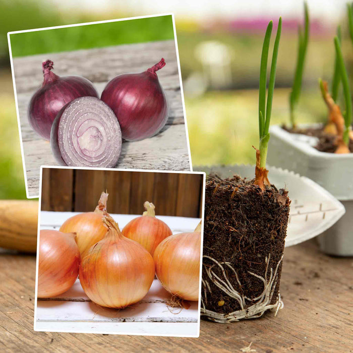 Spring Planting Pre-Rooted Onions Spring 'Red and White' Mix