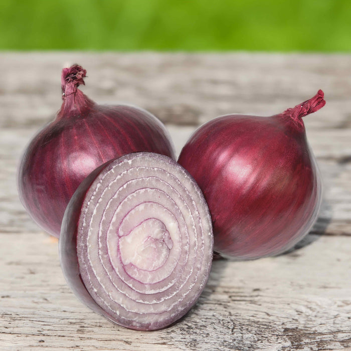 Spring Planting Pre-Rooted Onions Spring 'Red and White' Mix