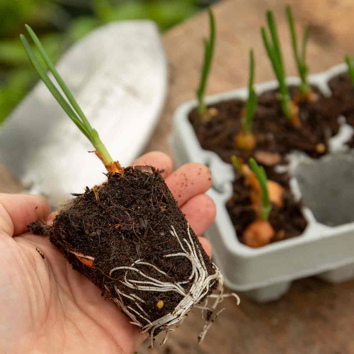 Spring Planting Pre-Rooted Onions Spring 'Red and White' Mix