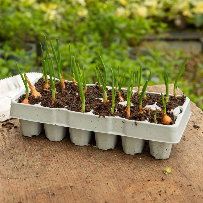 Onion 'Red and White' - 12 Pre-Rooted Sets