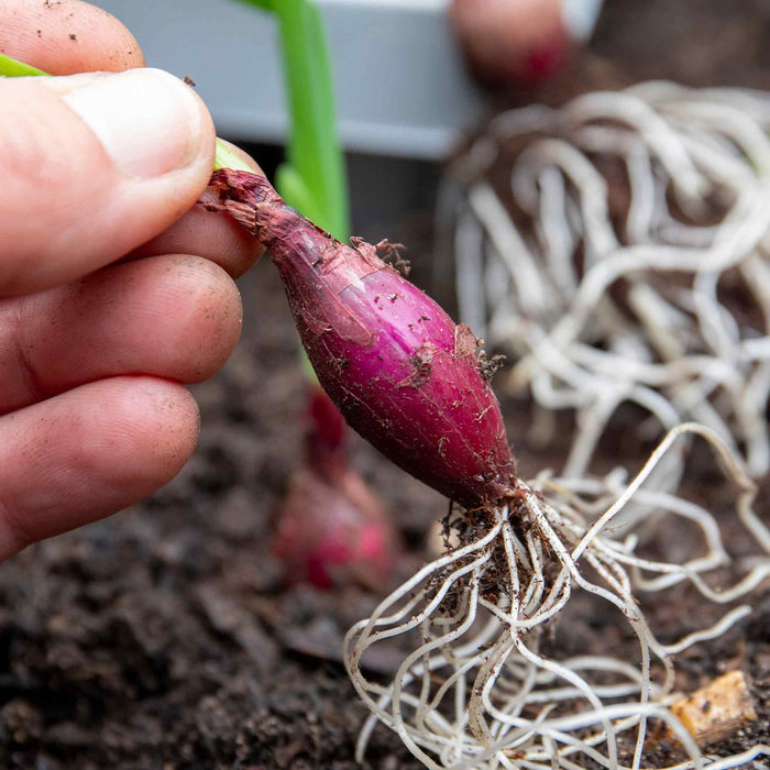 Spring Planting Pre-Rooted Onions Spring 'Red and White' Mix