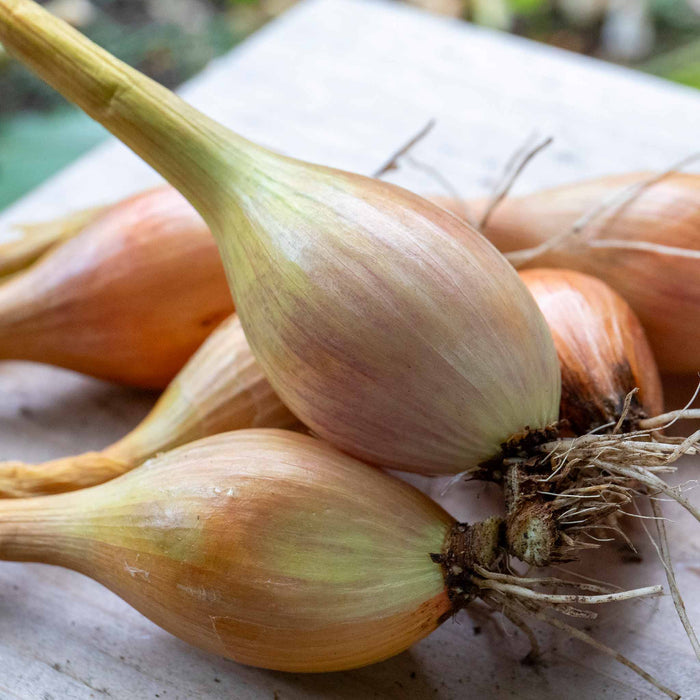 Freshly lifted Jermor shallots with roots - UK-grown sitting on a wooden bench.