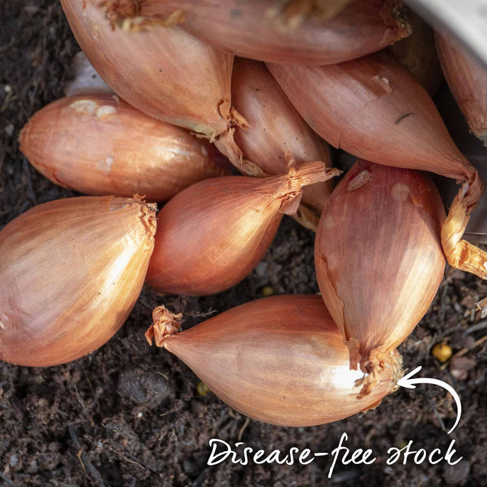 Close-up of Jermor shallots showing rich golden-brown skin and uniform shape.
