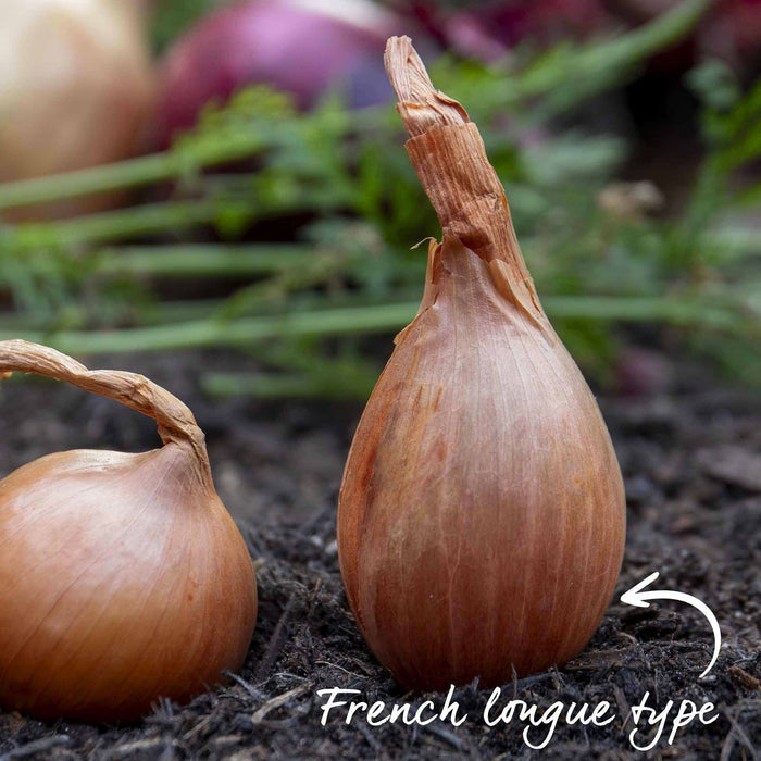 Jermor shallot next to round type – classic French banana-type with pointed ends and smooth skins.