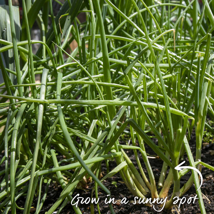 Neat rows of young shallots growing in spring, well-spaced and healthy.
