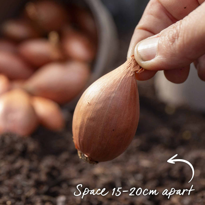 Jermor sets being planted 15–20cm apart – planting spacing tips from Marshalls Garden.