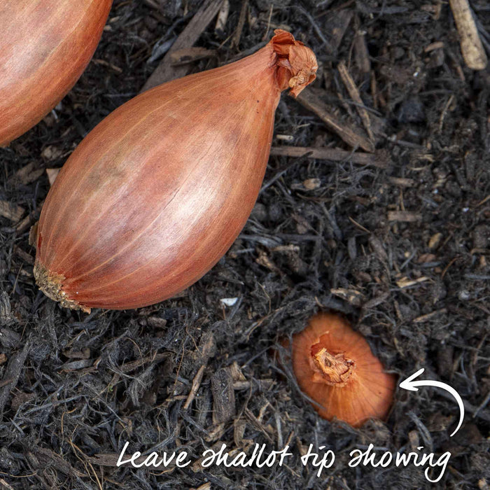 Plant shallots with just the tip showing above the soil – simple planting method.