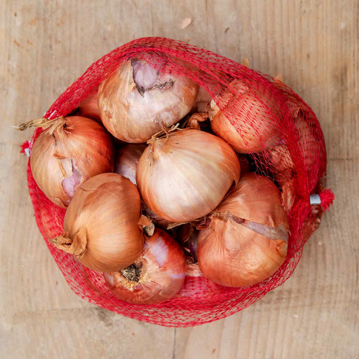shallot-red-sun-sets-netted-pack-marshalls-garden.jpg