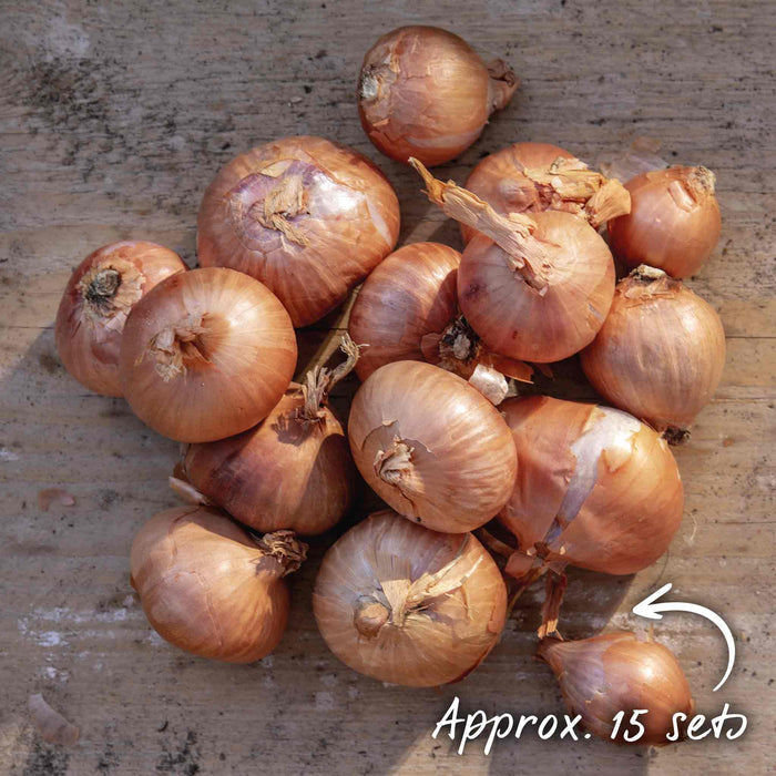 Group of Red Sun shallots on a wooden surface with text indicating 'Approx. 15 sets' pack size.