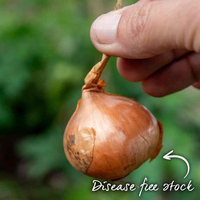 Hand holding a healthy shallot with a blurred green background and text informing its from disease free stock.