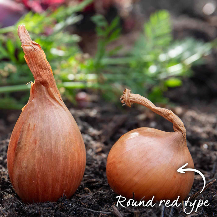 Round 'Red Sun' type shallot with identity to shape and colour in text next to a 'French Longue' type for reference of differences.