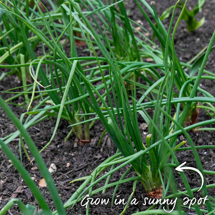 Green shallot plants growing in soil with tex advice to Grow in a sunny spot for best growing success.