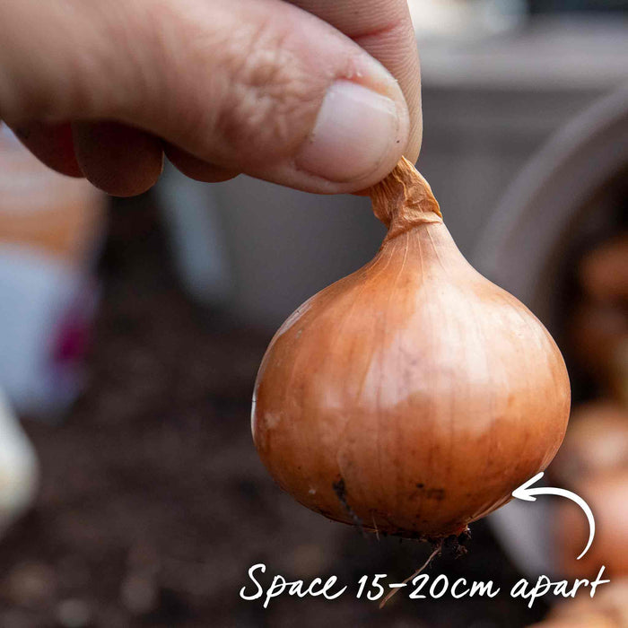 Hand holding a shallot red sun with text indicating spacing, blurred background.