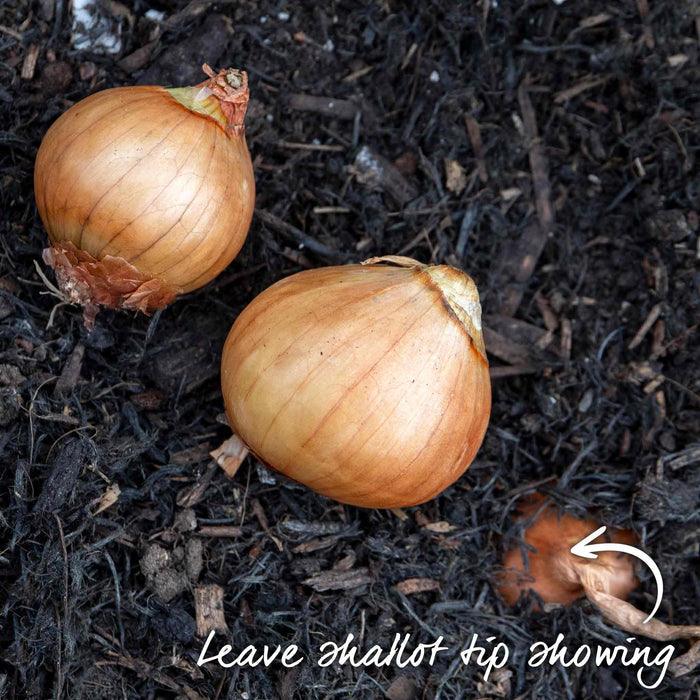Two shallots on soil with guidance text to help indicate leaving the tip showing when planting.