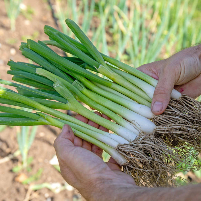 Spring Planting Spring Onion 'White Lisbon'