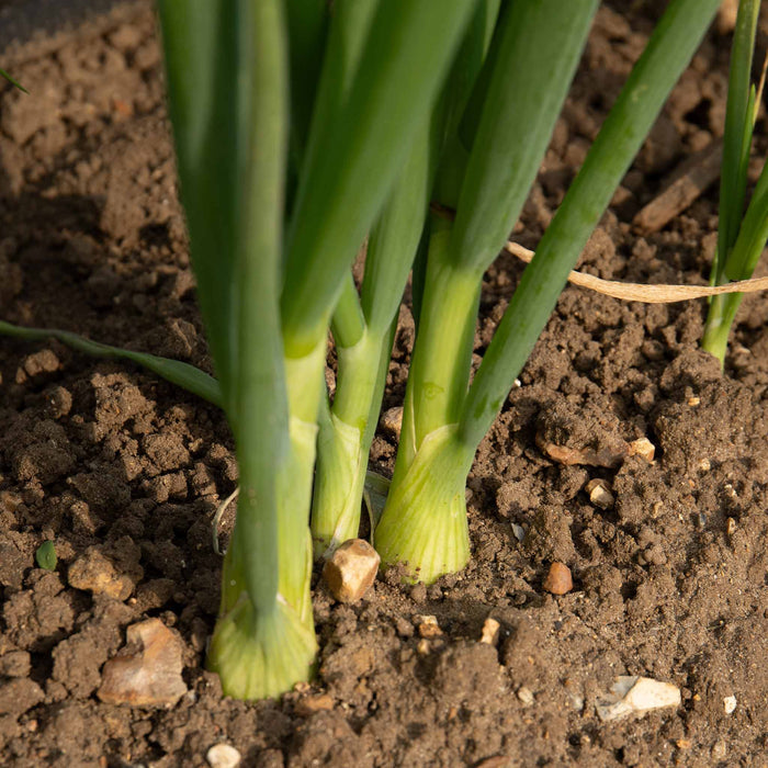 Spring Planting Spring Onion 'White Lisbon'