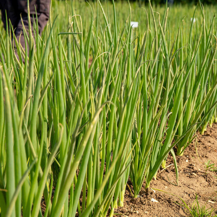 Spring Planting Spring Onion 'White Lisbon'