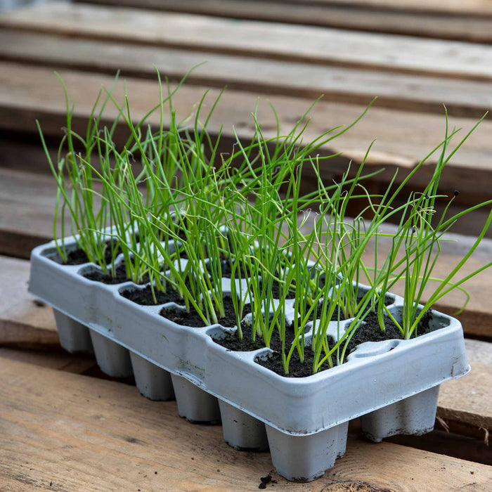 Spring Planting Spring Onion 'White Lisbon'