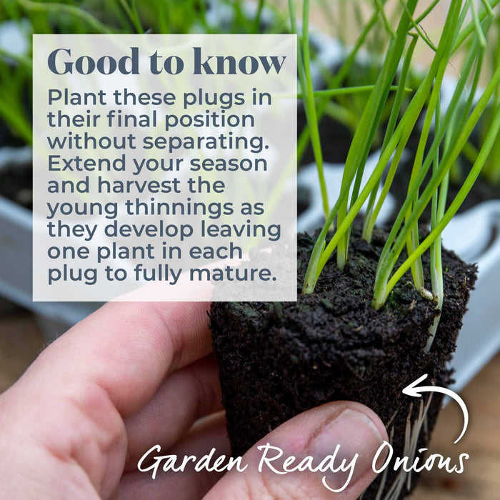 Spring Planting Spring Onion 'White Lisbon'