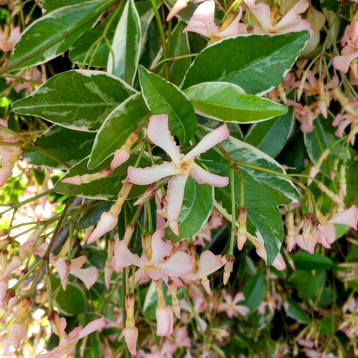Star Jasmine 'Star of Milano'