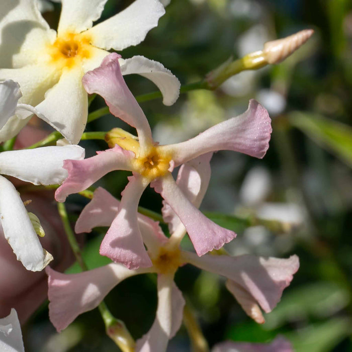 Star Jasmine 'Star of Milano'