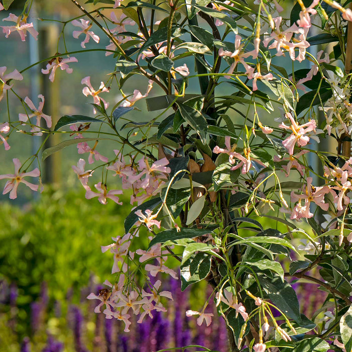 Star Jasmine 'Star of Milano'