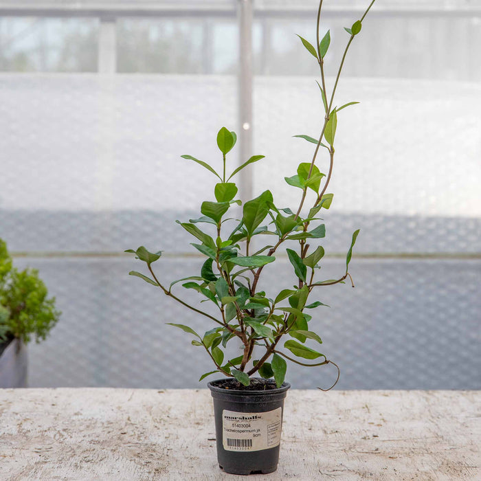 Star Jasmine 'Star of Milano'