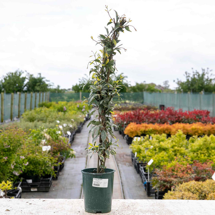 Trachelospermum jasminoides ‘Star of Milano’ - 3L Plant
