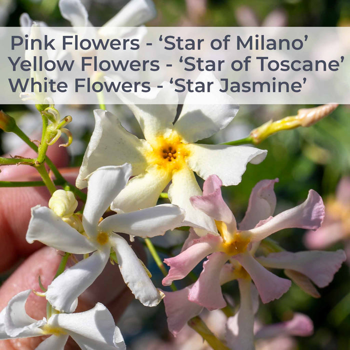 Star Jasmine 'Star of Milano'
