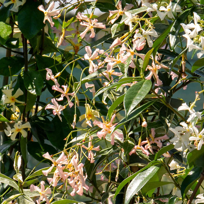 Star Jasmine 'Star of Milano'