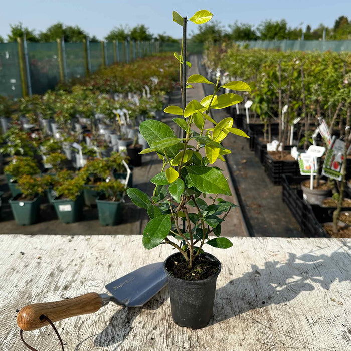 Star Jasmine 'Star of Toscane'
