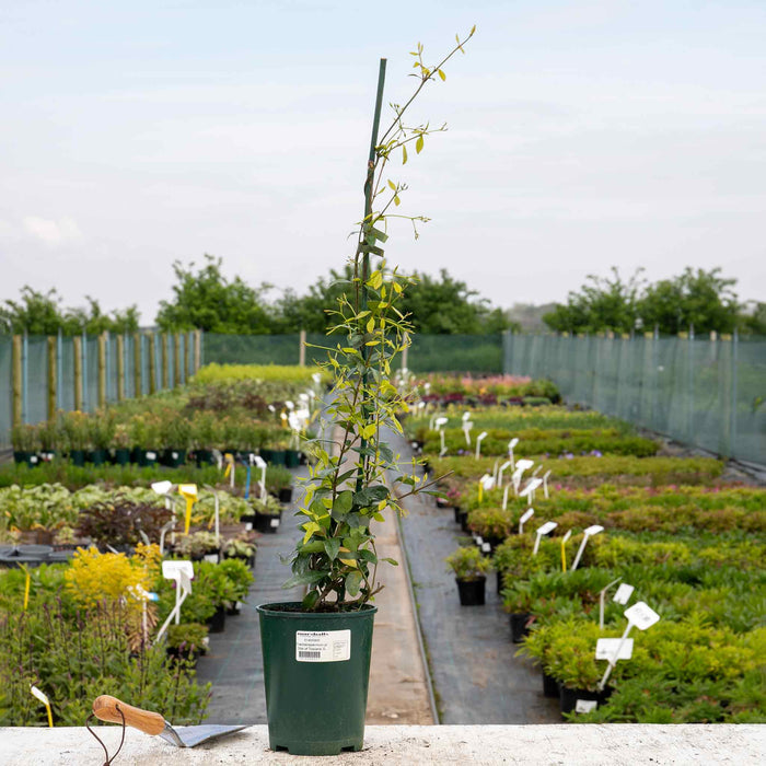 Star Jasmine 'Star of Toscane'