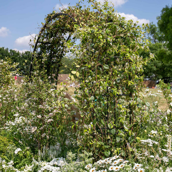 Star Jasmine