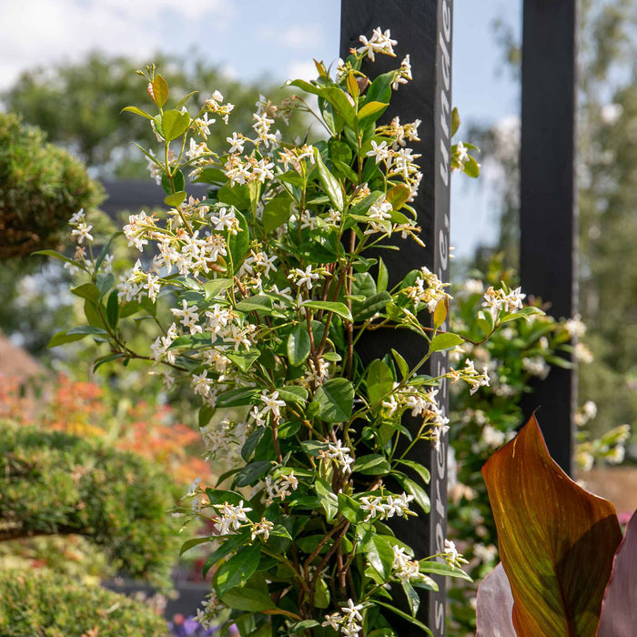 Star Jasmine