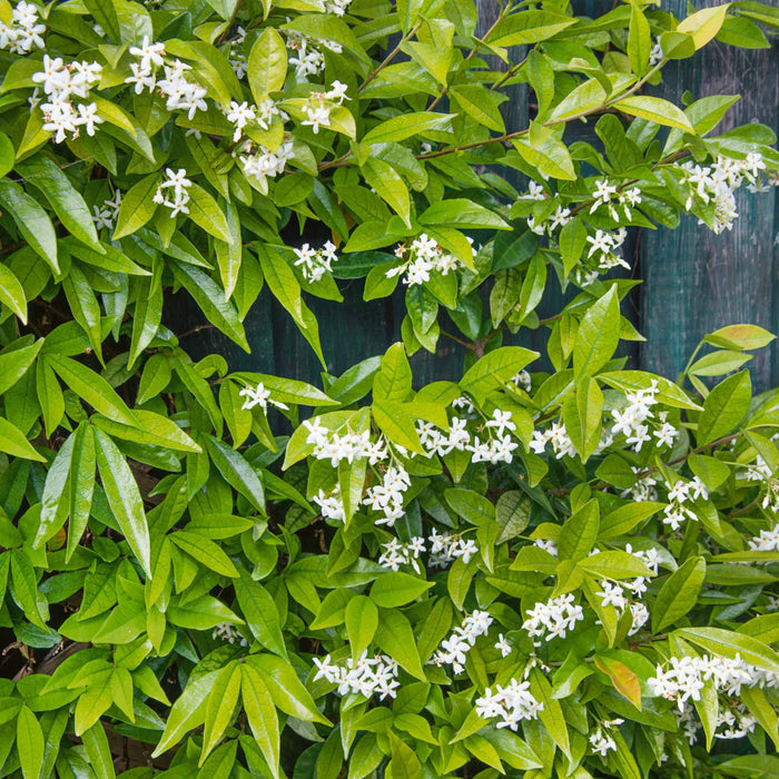 Star Jasmine