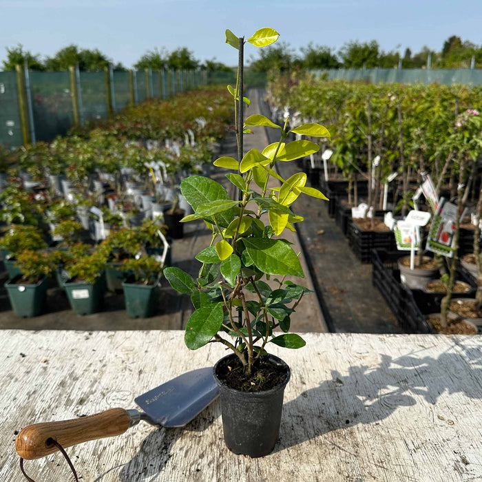Star Jasmine