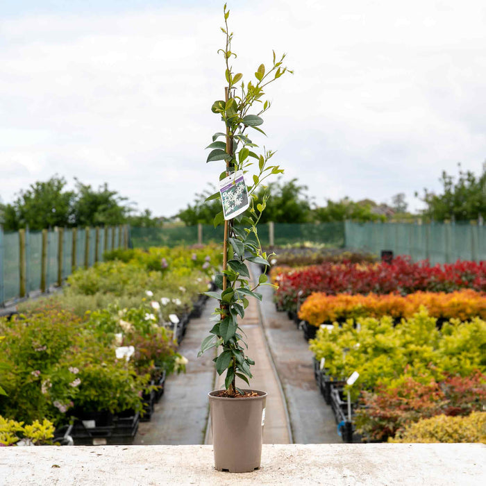 Star Jasmine