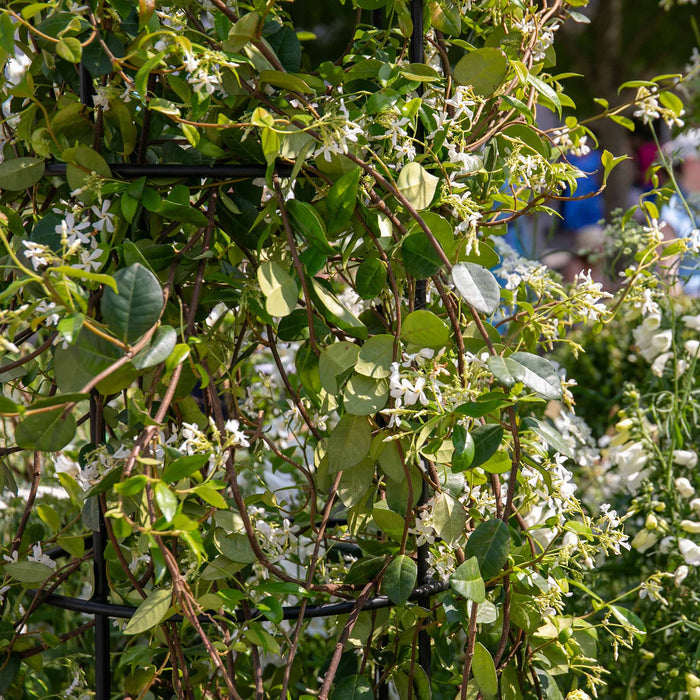 Star Jasmine