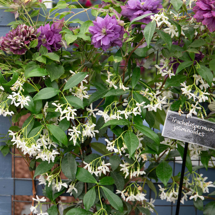 Star Jasmine
